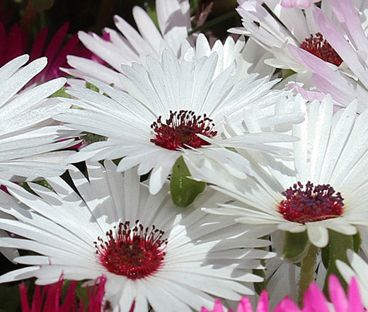 Ice Plant Gelato White Bulk Seeds - Dorotheanthus Bellidiformis