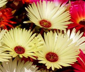 ice plant seeds perennial Ice Plant Gelato Yellow Seeds
