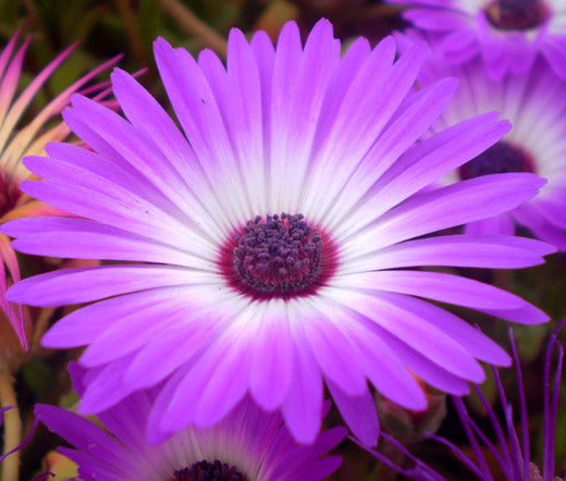 ice plants seeds Ice Plant Purple Stardust Bulk Seeds