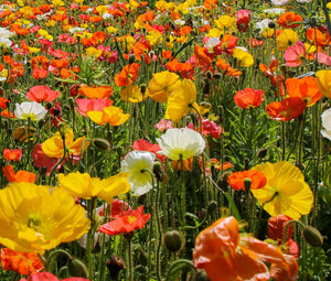 poppy flower seeds bulk Iceland Poppy Bulk Seeds