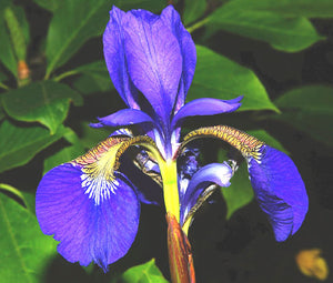 Iris Oregon Bulk Seeds - Iris Tenax