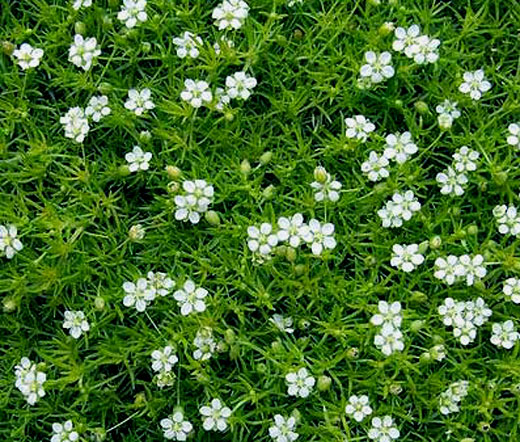Irish Moss Pearlwort Bulk Seeds - Sagina Subulata