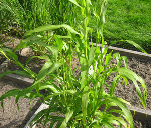 Job's Tears Grass Non GMO Bulk Seeds - Coix Lacryma-Jobi 3