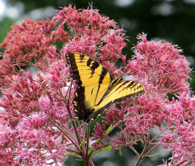 Joe Pye Weed Spotted Non GMO Bulk Seeds - Eupatorium Maculatum