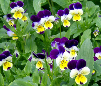 Johnny Jump Up Bulk Seeds - Viola Cornuta