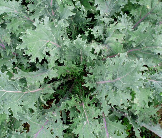 Kale Red Russian Non GMO Seeds - Brassica Oleracea