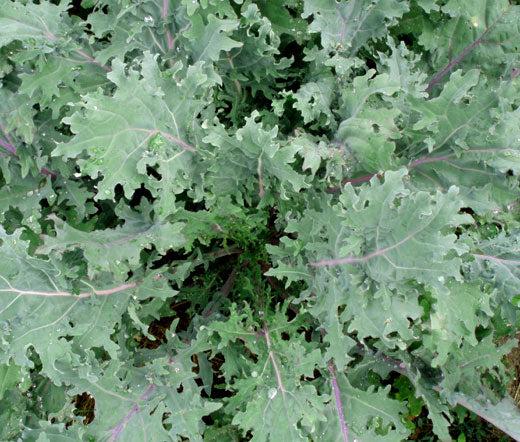 Kale Red Russian Organic Bulk Seeds - Brassica Oleracea