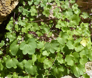 Kenilworth Ivy Seeds - Cymbalaria Muralis 3