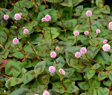 Knotweed Pink Punching Balls Bulk Seeds - Polygonum Capitatum 