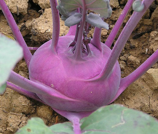 Kohlrabi Early Purple Vienna Non GMO Seeds - Brassica Oleracea