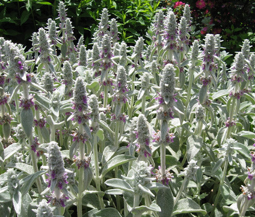 Lamb's Ear Bulk Seeds - Stachys Byzantina Lanata