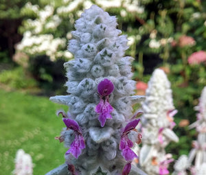 Lamb's Ear Bulk Seeds - Stachys Byzantina Lanata 2
