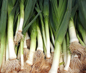 Leek American Flag Non GMO Bulk Seeds - Allium Ampeloprasum