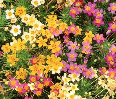Leptosiphon French Hybrids Mix Seeds - Leptosiphon Hybrid  