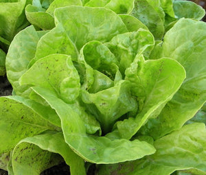 Lettuce Butterhead Bibb Slow Bolting Non GMO Bulk Seeds - Lactuca Sativa 