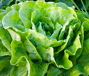 Lettuce Butterhead Buttercrunch Non GMO  Bulk Seeds - Lactuca Sativa