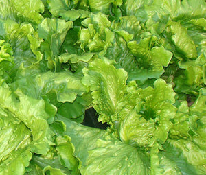 Lettuce Looseleaf Black Seeded Simpson Organic Bulk Seeds - Lactuca Sativa
