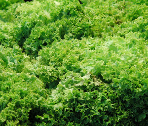 Lettuce Looseleaf Green Ice Non GMO Seeds - Lactuca Sativa