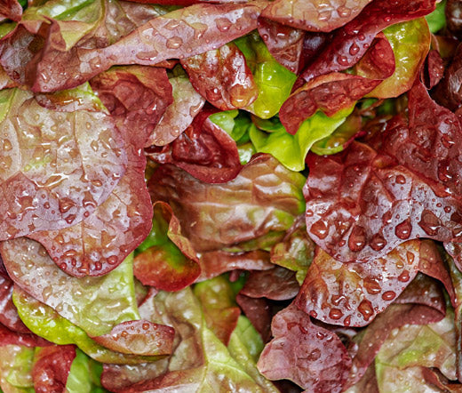 Lettuce Romaine Cimarron Red Non GMO Bulk Seeds - Lactuca Sativa