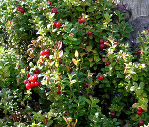 Lingonberry Non GMO Seeds - Vaccinium Vitis-idaea