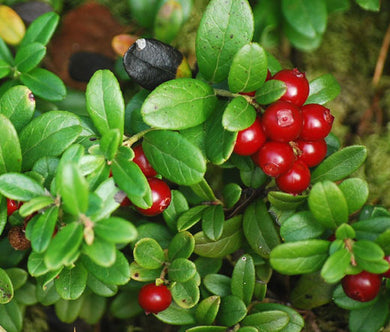 Lingonberry Non GMO Seeds - Vaccinium Vitis-idaea