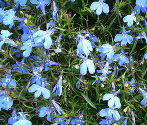 Lobelia Blue Carpet Bulk Seeds - Lobelia Erinus