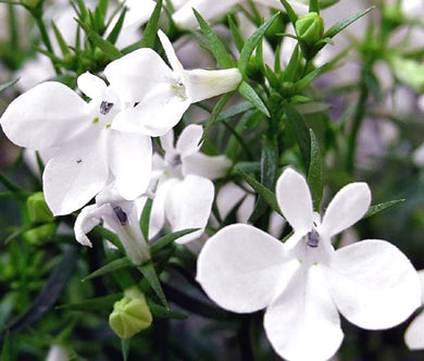 Lobelia White Lady Bulk Seeds - Lobelia Erinus