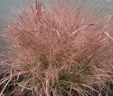 Love Grass Purple Seeds - Eragrostis Spectabilis