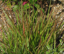 Love Grass Purple Seeds - Eragrostis Spectabilis 2