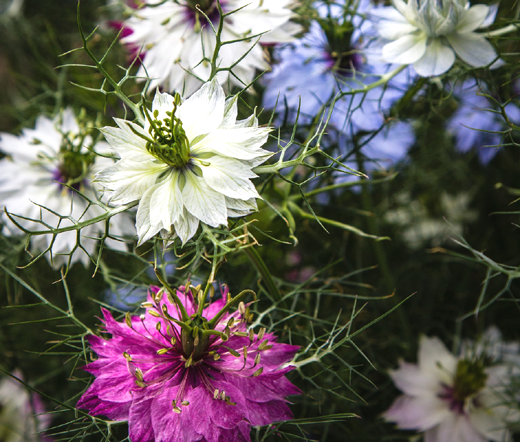 Love In a Mist Jewels Mix Bulk Seeds - Nigella Damascena