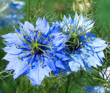 Love In a Mist Jewels Mix Bulk Seeds - Nigella Damascena p1