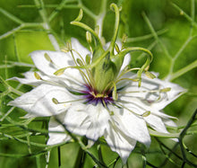 Love In a Mist Jewels Mix Bulk Seeds - Nigella Damascena  p2