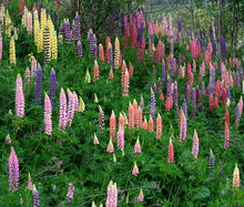 Lupine Russell Mix Seeds - Lupinus Polyphyllus p2