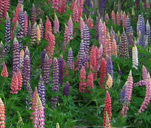 Lupine Russell Mix Seeds - Lupinus Polyphyllus