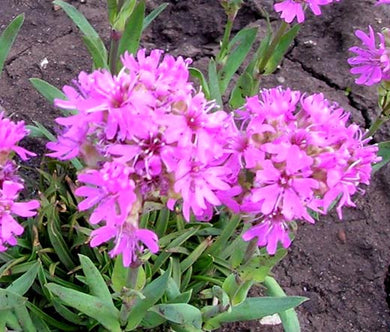 Lychnis Alpine Catchfly Seeds - Lychnis Alpina