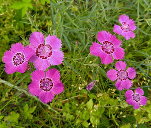 Maiden Pinks Bulk Seeds - Dianthus Deltoides 2