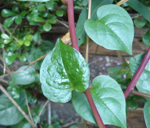 Malabar Spinach Red Stem Seeds - Basella Rubra