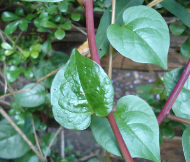 Malabar Spinach Red Stem Bulk Seeds - Basella Rubra