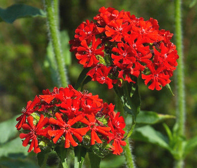 Maltese Cross Bulk Seeds - Lychnis Chalcedonica
