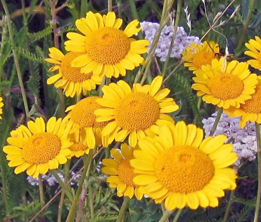 Marguerite Golden Bulk Seeds - Anthemis Sancti-Johannis