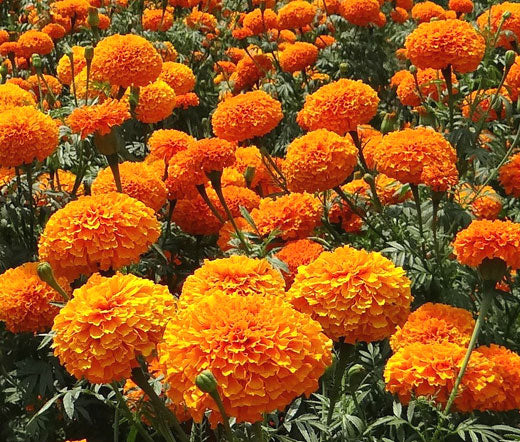 Marigold Crackerjack Mix Bulk Seeds