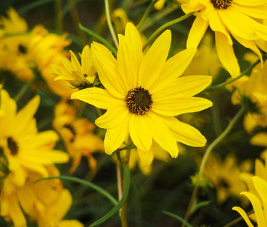 Sunflower Maximilian Seeds - Helianthus Maximiliani