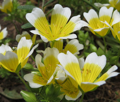 Meadowfoam Non GMO Seeds - Limnanthes Douglasii