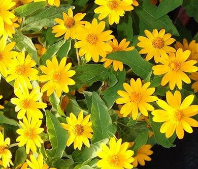Melampodium Butter Daisy Bulk Seeds - Melampodium Divaricatum