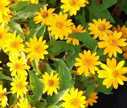 Melampodium Butter Daisy Bulk Seeds - Melampodium Divaricatum
