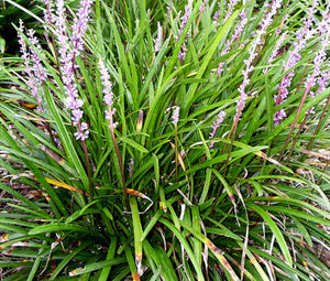 planting liriope seeds Monkey Grass Bulk Seeds