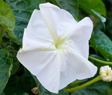 Moonflower Bulk Seeds - Ipomoea Alba