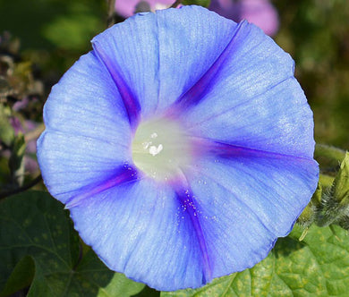 Morning Glory Caprice Bulk Seeds - Ipomoea Purpurea