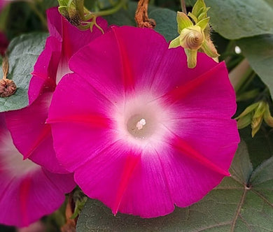Morning Glory Crimson Rambler Bulk Seeds - Ipomoea Purpurea