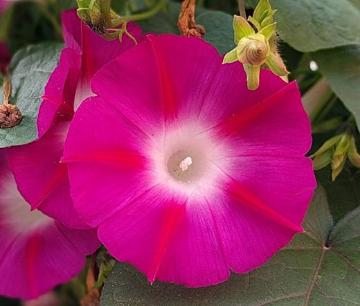 Morning Glory Crimson Rambler Seeds